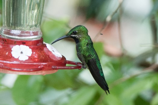 Black-throated Brilliant at Rio Bigal